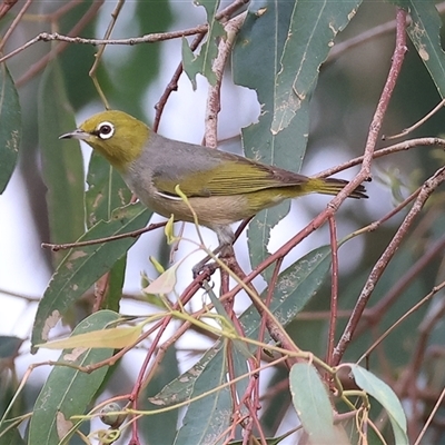 Zosterops lateralis (Silvereye) at Killara, VIC - 24 Nov 2024 by KylieWaldon