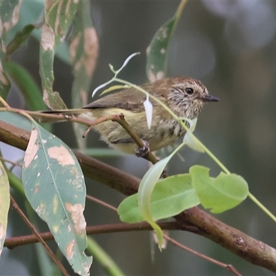 Acanthiza lineata (Striated Thornbill) at Killara, VIC - 23 Nov 2024 by KylieWaldon