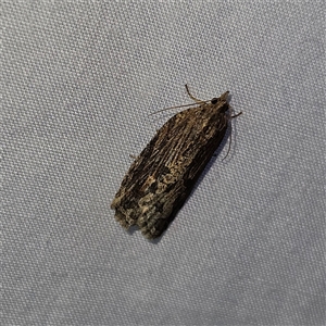 Cryptoptila immersana at Braidwood, NSW - 25 Nov 2024 09:41 PM