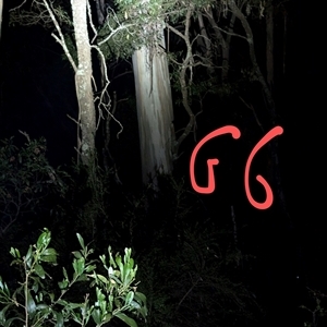 Petauroides volans at Wee Jasper, NSW - suppressed