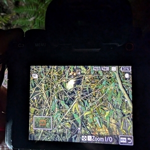 Petauroides volans (Southern Greater Glider) at Wee Jasper, NSW by Wildlifewarrior80