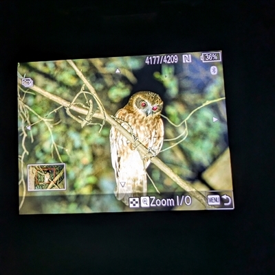 Ninox boobook (Southern Boobook) at Wee Jasper, NSW - 24 Nov 2024 by Wildlifewarrior80