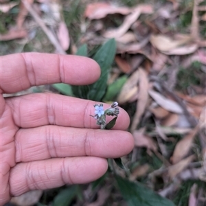 Cynoglossum australe at Wee Jasper, NSW - 24 Nov 2024