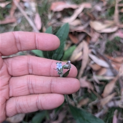 Cynoglossum australe (Australian Forget-me-not) at Wee Jasper, NSW - 24 Nov 2024 by Wildlifewarrior80