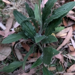 Cynoglossum australe at Wee Jasper, NSW - 24 Nov 2024