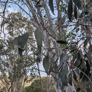 Eucalyptus pauciflora subsp. pauciflora at Wee Jasper, NSW - 24 Nov 2024