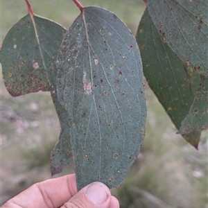 Eucalyptus pauciflora subsp. pauciflora at Wee Jasper, NSW - 24 Nov 2024