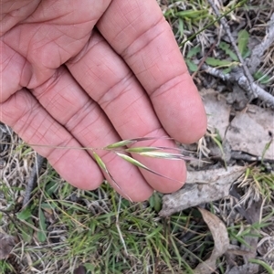 Rytidosperma sp. at Wee Jasper, NSW - 24 Nov 2024 07:01 PM