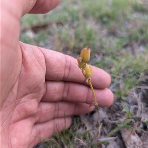 Wurmbea dioica subsp. dioica at Wee Jasper, NSW - 24 Nov 2024