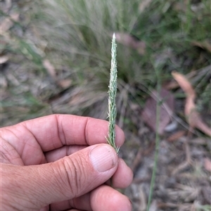 Anthoxanthum odoratum at Wee Jasper, NSW - 24 Nov 2024 06:57 PM