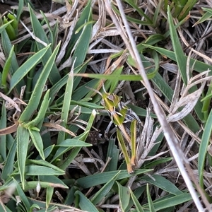 Unidentified Grasshopper (several families) at Wee Jasper, NSW by Wildlifewarrior80