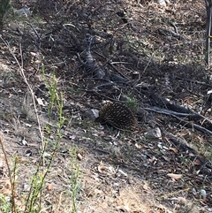 Tachyglossus aculeatus (Short-beaked Echidna) at Fadden, ACT - 25 Nov 2024 by mjc