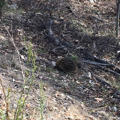 Tachyglossus aculeatus (Short-beaked Echidna) at Fadden, ACT - 25 Nov 2024 by mjc