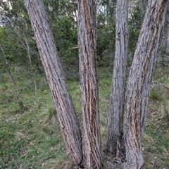 Eucalyptus macrorhyncha (Red Stringybark) at Wee Jasper, NSW - 24 Nov 2024 by Wildlifewarrior80