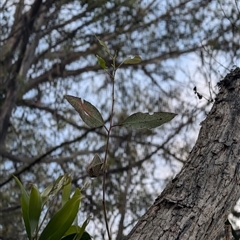 Eucalyptus macrorhyncha at Wee Jasper, NSW - 24 Nov 2024