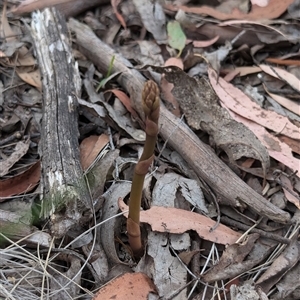 Dipodium sp. at Wee Jasper, NSW - 24 Nov 2024