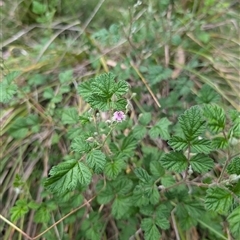 Rubus parvifolius (Native Raspberry) at Wee Jasper, NSW - 24 Nov 2024 by Wildlifewarrior80