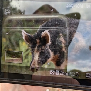 Sus scrofa (Pig (feral)) at Wee Jasper, NSW by Wildlifewarrior80