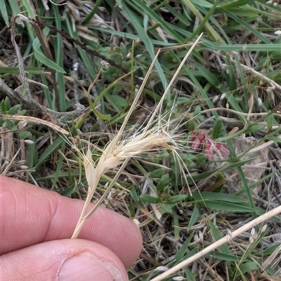 Rytidosperma sp. (Wallaby Grass) at Wee Jasper, NSW - 24 Nov 2024 by Wildlifewarrior80