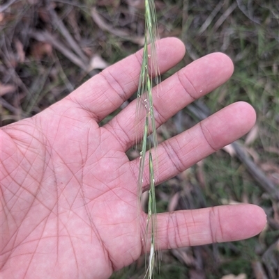 Anthosachne scabra (Common Wheat-grass) at Wee Jasper, NSW - 24 Nov 2024 by Wildlifewarrior80