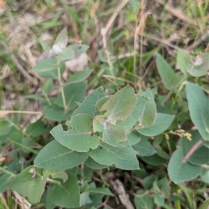 Eucalyptus bridgesiana at Wee Jasper, NSW - 24 Nov 2024