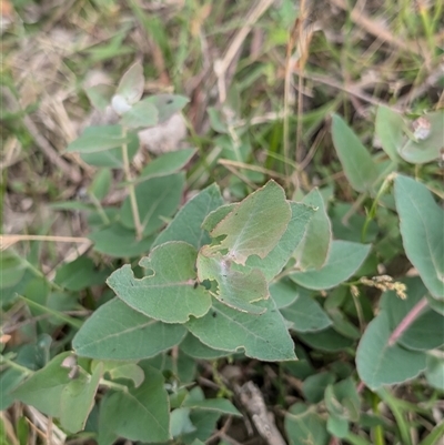 Eucalyptus bridgesiana (Apple Box) at Wee Jasper, NSW - 24 Nov 2024 by Wildlifewarrior80