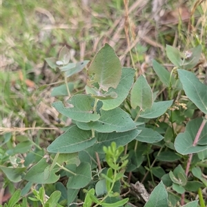 Eucalyptus bridgesiana at Wee Jasper, NSW - 24 Nov 2024