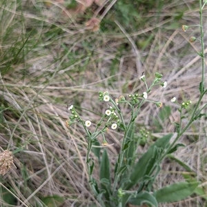 Hackelia suaveolens at Wee Jasper, NSW - 24 Nov 2024 06:22 PM