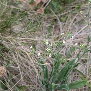 Hackelia suaveolens at Wee Jasper, NSW - 24 Nov 2024