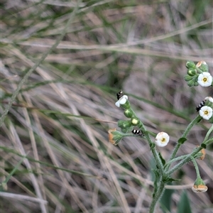 Hackelia suaveolens at Wee Jasper, NSW - 24 Nov 2024