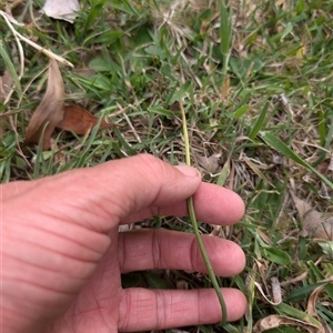 Microtis sp. at Wee Jasper, NSW - 24 Nov 2024