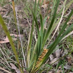 Lomandra longifolia (Spiny-headed Mat-rush, Honey Reed) at Wee Jasper, NSW - 24 Nov 2024 by Wildlifewarrior80