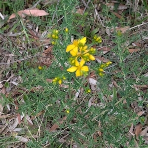 Hypericum perforatum at Wee Jasper, NSW - 24 Nov 2024 06:09 PM