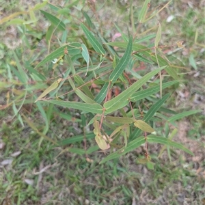 Eucalyptus radiata subsp. robertsonii at Wee Jasper, NSW - 24 Nov 2024 06:08 PM