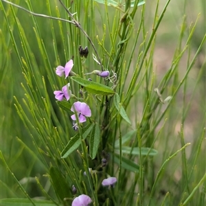 Glycine clandestina (Twining Glycine) at Wee Jasper, NSW by Wildlifewarrior80