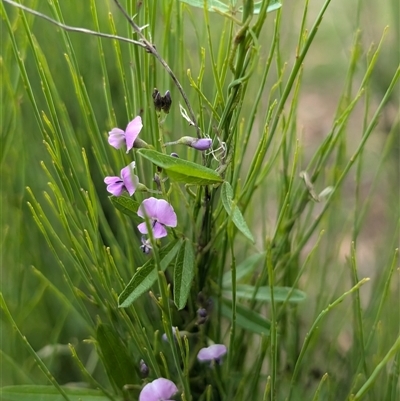 Glycine clandestina (Twining Glycine) at Wee Jasper, NSW - 24 Nov 2024 by Wildlifewarrior80