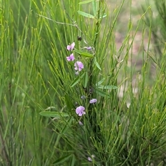 Glycine clandestina at Wee Jasper, NSW - 24 Nov 2024