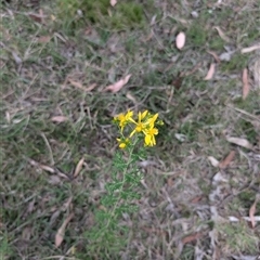 Hypericum perforatum (St John's Wort) at Wee Jasper, NSW - 24 Nov 2024 by Wildlifewarrior80