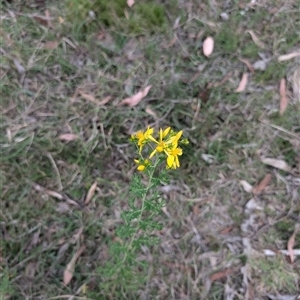 Hypericum perforatum at Wee Jasper, NSW - 24 Nov 2024 06:03 PM