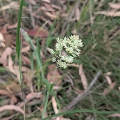 Holcus lanatus (Yorkshire Fog) at Wee Jasper, NSW - 24 Nov 2024 by Wildlifewarrior80