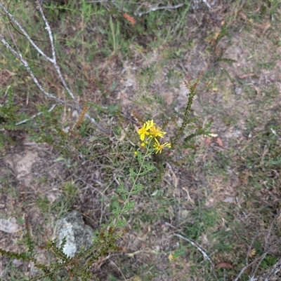 Hypericum perforatum (St John's Wort) at Wee Jasper, NSW - 24 Nov 2024 by Wildlifewarrior80