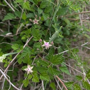 Rubus parvifolius at Wee Jasper, NSW - 24 Nov 2024 05:58 PM