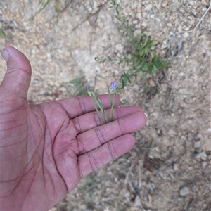 Epilobium billardiereanum subsp. cinereum at Wee Jasper, NSW - 24 Nov 2024