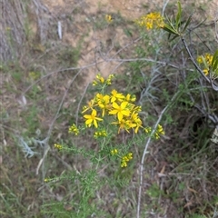 Hypericum perforatum (St John's Wort) at Wee Jasper, NSW - 24 Nov 2024 by Wildlifewarrior80