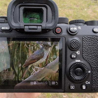 Ptilonorhynchus violaceus (Satin Bowerbird) at Wee Jasper, NSW - 24 Nov 2024 by Wildlifewarrior80