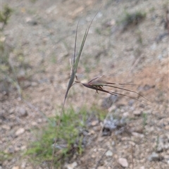 Themeda triandra (Kangaroo Grass) at Wee Jasper, NSW - 24 Nov 2024 by Wildlifewarrior80