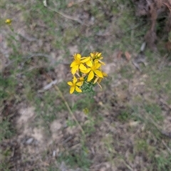 Hypericum perforatum (St John's Wort) at Wee Jasper, NSW - 24 Nov 2024 by Wildlifewarrior80