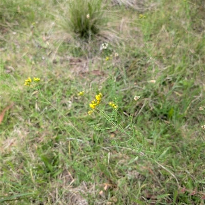 Hypericum perforatum (St John's Wort) at Wee Jasper, NSW - 24 Nov 2024 by Wildlifewarrior80