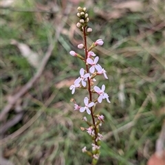 Stylidium sp. (Trigger Plant) at Wee Jasper, NSW - 24 Nov 2024 by Wildlifewarrior80