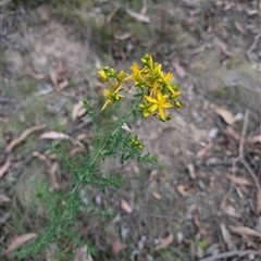 Hypericum perforatum (St John's Wort) at Wee Jasper, NSW - 24 Nov 2024 by Wildlifewarrior80